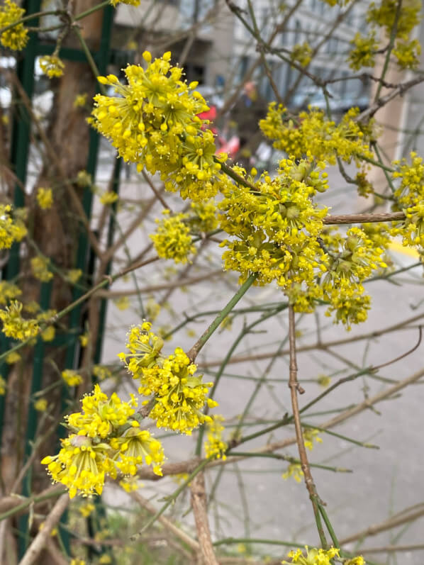 Floraison d'un cornouiller mâle (Cornus mas) en hiver, Paris 19e (75)