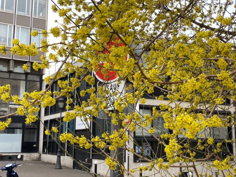 Floraison d'un cornouiller mâle (Cornus mas) en hiver, Paris 19e (75)