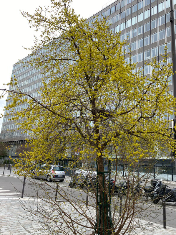 Floraison d'un cornouiller mâle (Cornus mas) en hiver, Paris 19e (75)