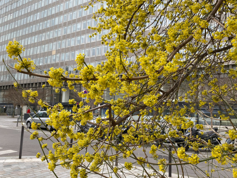 Floraison d'un cornouiller mâle (Cornus mas) en hiver, Paris 19e (75)