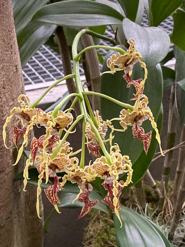 Dendrobium spectabile, Exposition Mille et une orchidées, Grandes Serres, Jardin des plantes, Paris 5e (75)