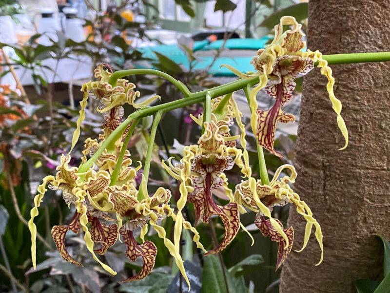 Dendrobium spectabile, Exposition Mille et une orchidées, Grandes Serres, Jardin des plantes, Paris 5e (75)