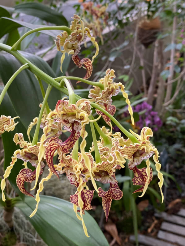 Dendrobium spectabile, Exposition Mille et une orchidées, Grandes Serres, Jardin des plantes, Paris 5e (75)