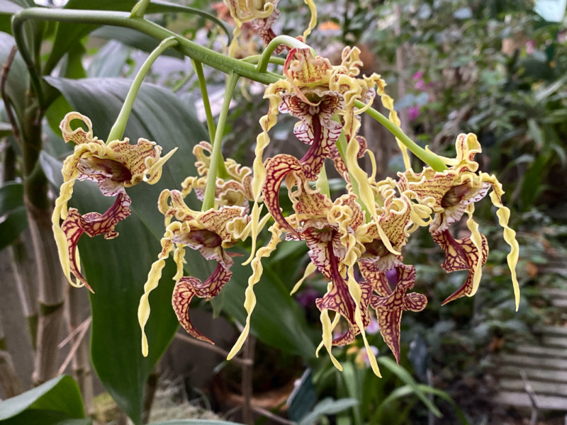Dendrobium spectabile, Exposition Mille et une orchidées, Grandes Serres, Jardin des plantes, Paris 5e (75)