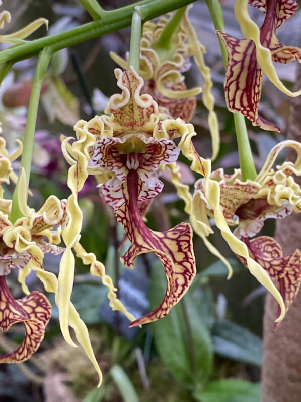 Dendrobium spectabile, Exposition Mille et une orchidées, Grandes Serres, Jardin des plantes, Paris 5e (75)