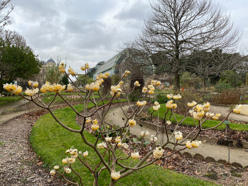 Edgeworthia chrysantha, Jardin des plantes, Paris 5e (75)