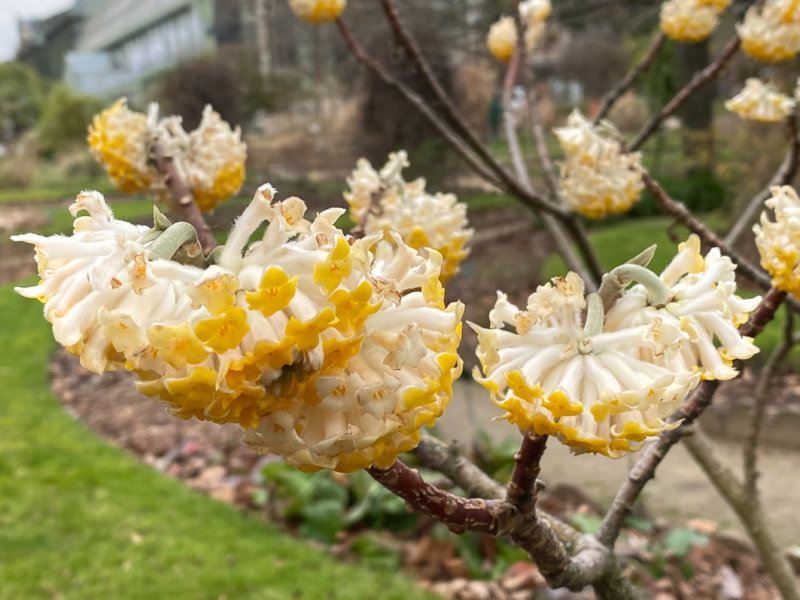 Edgeworthia chrysantha, Jardin des plantes, Paris 5e (75)