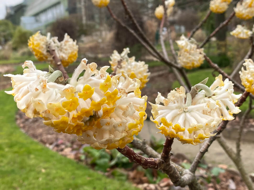 Lire la suite à propos de l’article Edgworthia chrysantha : une floraison surprenante et si parfumée
