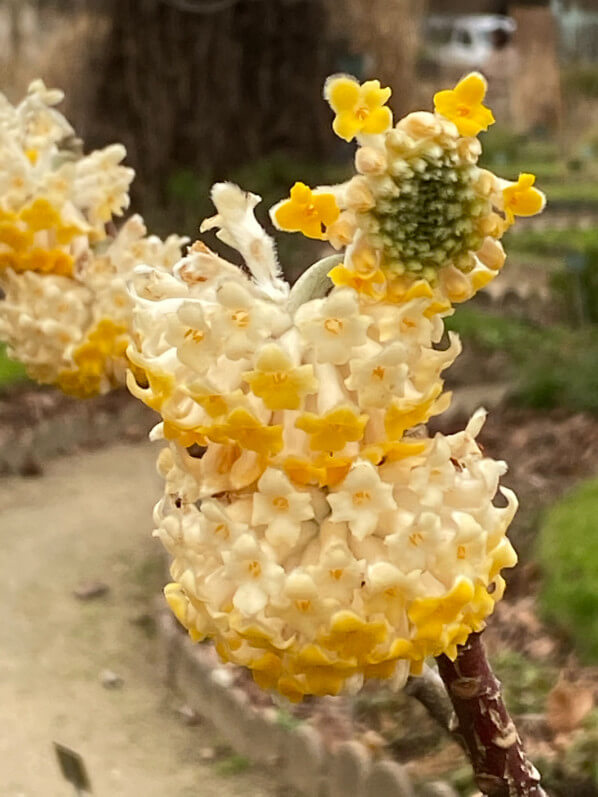 Edgeworthia chrysantha, Jardin des plantes, Paris 5e (75)