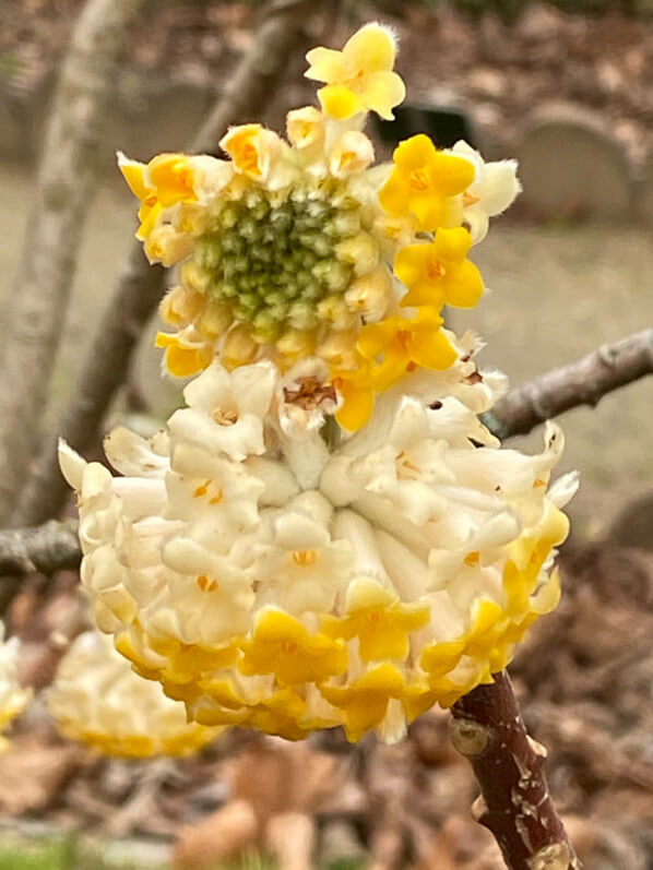 Edgeworthia chrysantha, Jardin des plantes, Paris 5e (75)