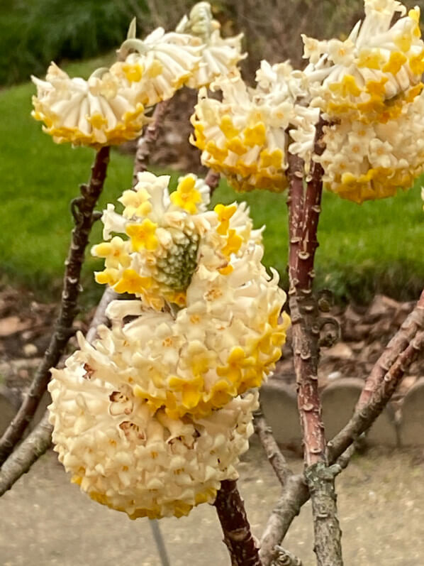 Edgeworthia chrysantha, Jardin des plantes, Paris 5e (75)