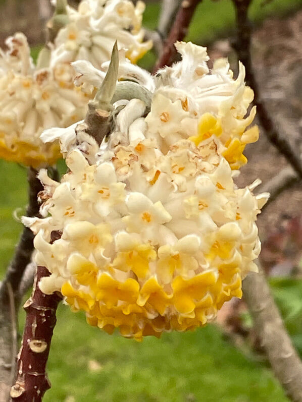 Edgeworthia chrysantha, Jardin des plantes, Paris 5e (75)