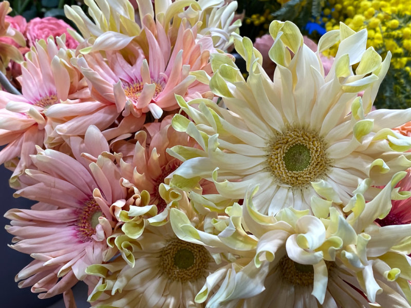 Bouquet de gerbéras, FranceAgriMer, SIA 2020, Salon International de l'Agriculture, Paris 15e (75)