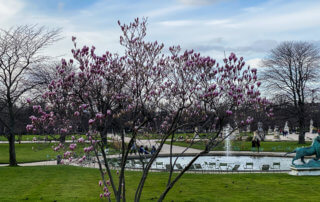 Magnolia fleuri en hiver dans le Jardin des Tuileries, Paris 1er (75)