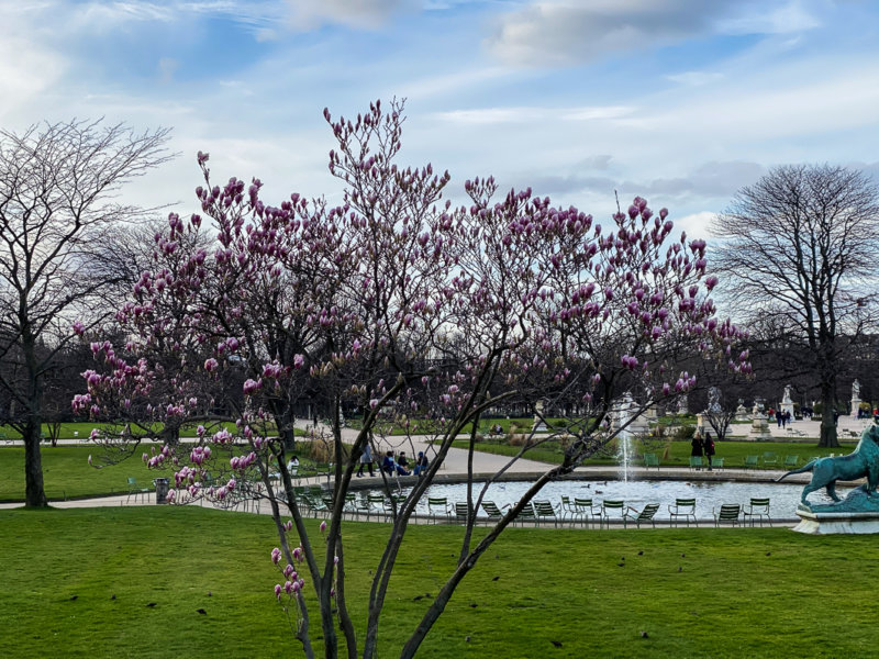 Magnolia fleuri en hiver dans le Jardin des Tuileries, Paris 1er (75)