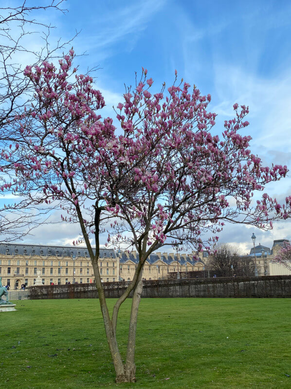 Magnolia fleuri en hiver dans le Jardin des Tuileries, Paris 1er (75)