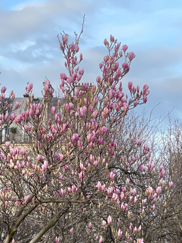 Magnolia fleuri en hiver dans le Jardin des Tuileries, Paris 1er (75)