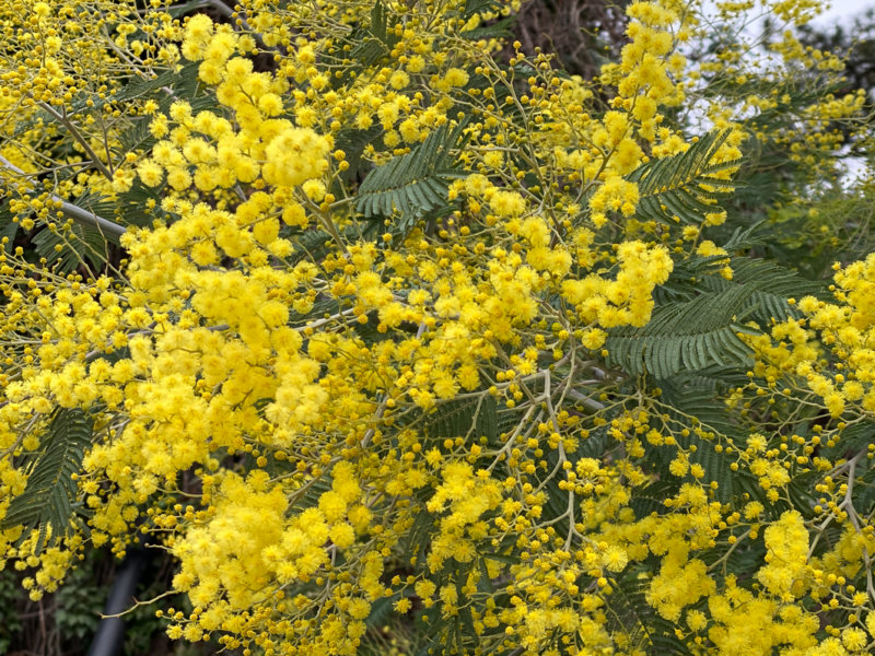 Mimosa (Acacia decurrens), Jardin des plantes, Paris 5e (75)