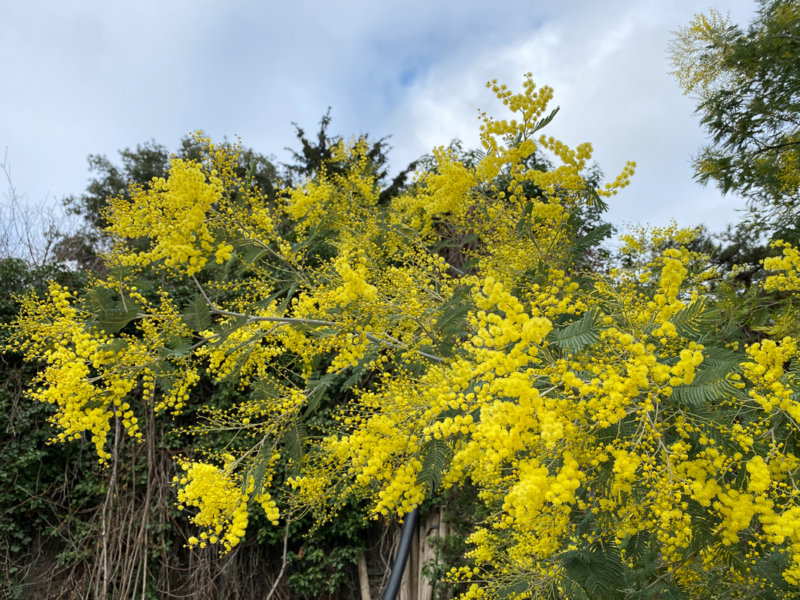 Mimosa (Acacia decurrens), Jardin des plantes, Paris 5e (75)