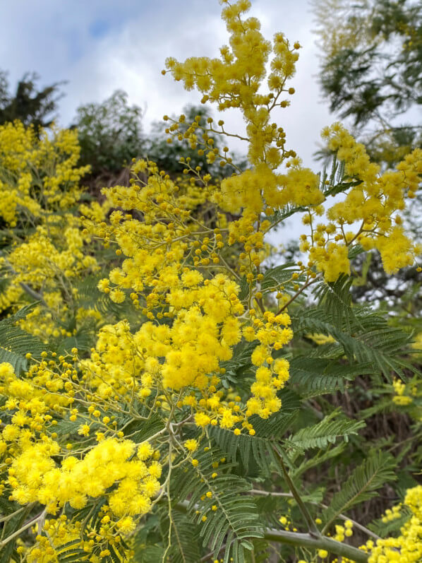 Lire la suite à propos de l’article Floraison spectaculaire du mimosa du Jardin des Plantes de Paris