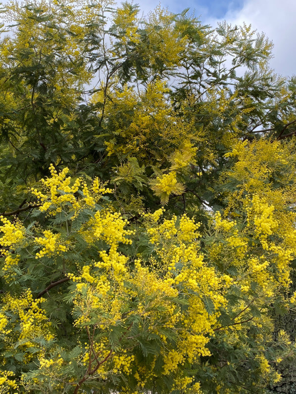 Mimosa (Acacia decurrens), Jardin des plantes, Paris 5e (75)