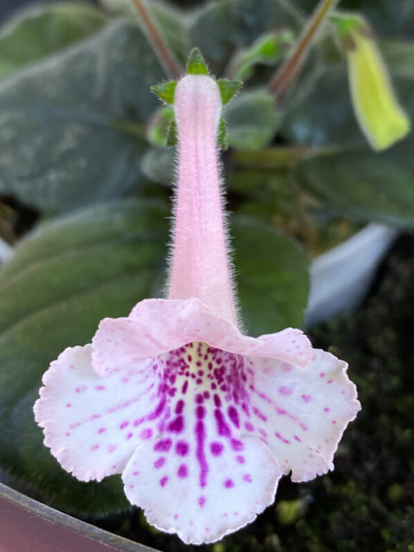 Fleur de mini Sinningia hybride, Gesnériacées, terrarium, Paris 19e (75)