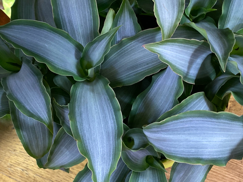 Murdannia loriformis 'Bright Star', Commélinacées, plante d'intérieur, Paris 19e (75)