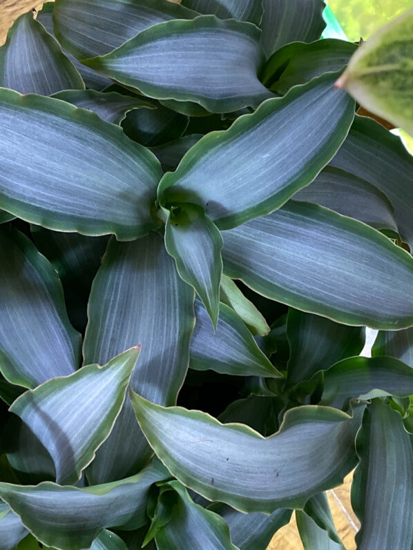 Murdannia loriformis 'Bright Star', Commélinacées, plante d'intérieur, Paris 19e (75)