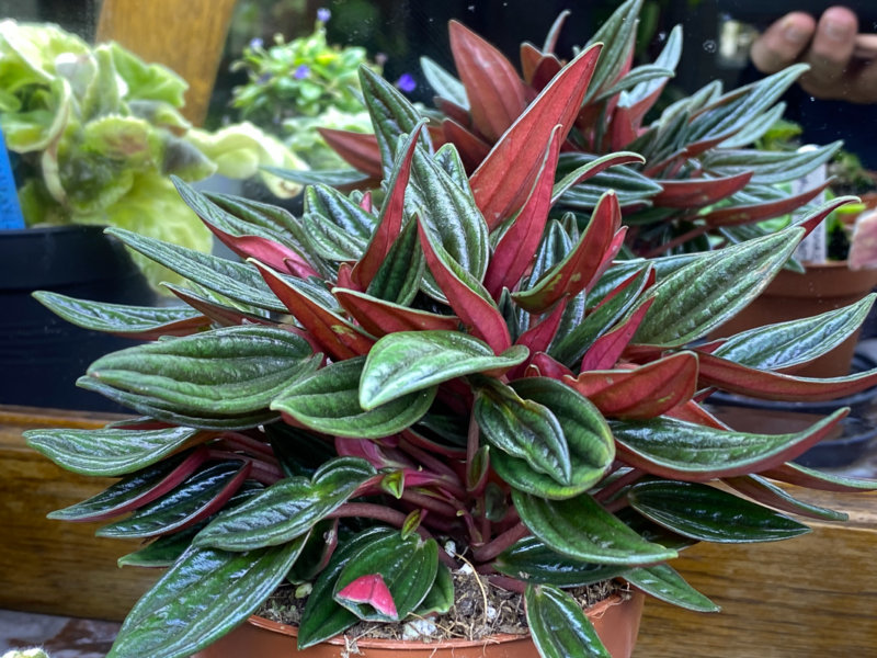 Peperomia 'Eden Rosso', plante d'intérieur, Paris 19e (75)