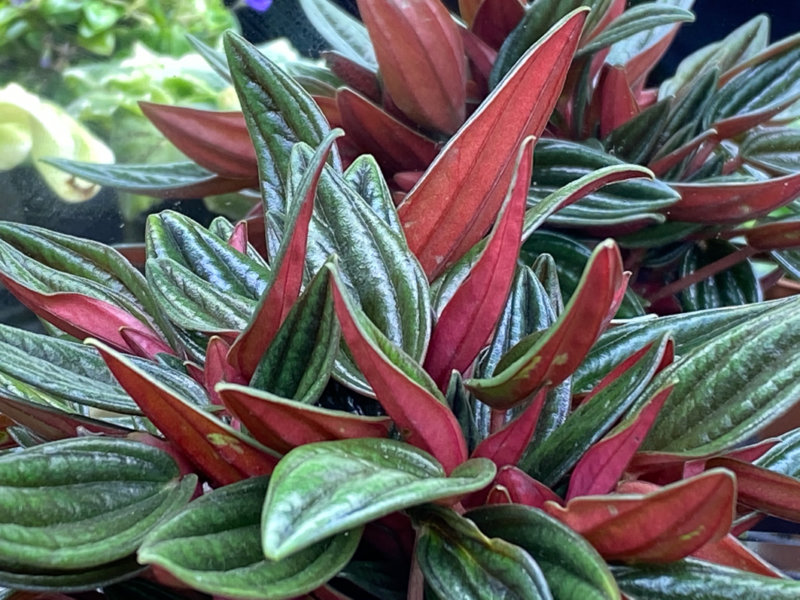 Peperomia 'Eden Rosso', plante d'intérieur, Paris 19e (75)