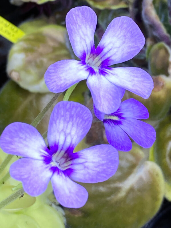 Pinguicula 'Tina', plante carnivore, plante d'intérieur, Paris 19e (75)