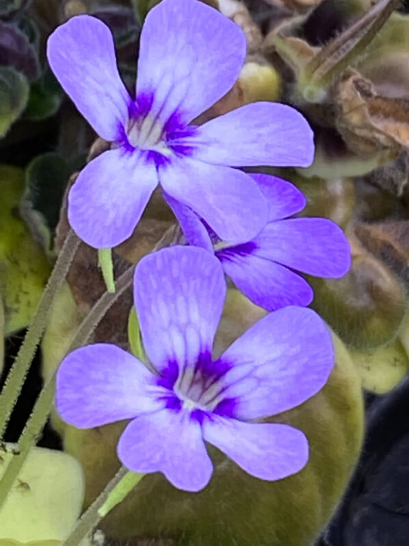 Lire la suite à propos de l’article Quelques fleurs de Pinguicula ‘Tina’