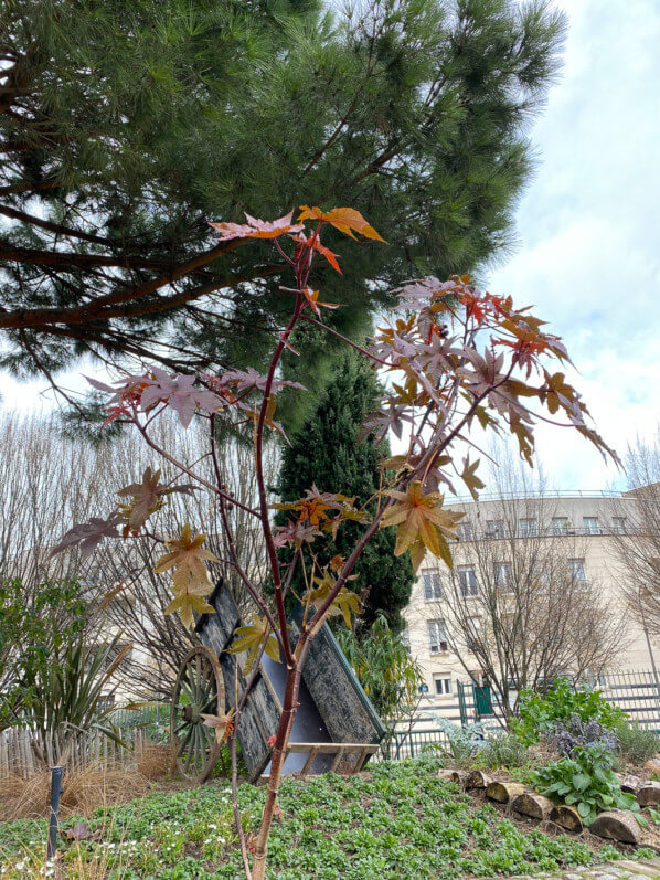 Pied de ricin en hiver dans la Coulée Verte René Dumont, Paris 12e (75)