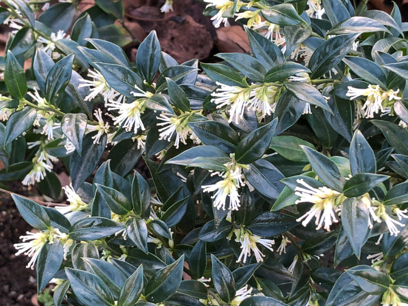 Sarcococca confusa en fleur, Paris 16e (75)