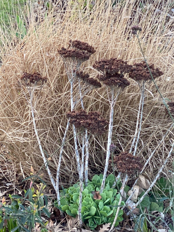 Touffe de grand sedum en hiver dans le Jardin des Tuileries, Paris 1er (75)