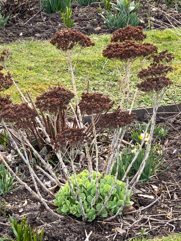 Touffe de grand sedum en hiver dans le Jardin des Tuileries, Paris 1er (75)