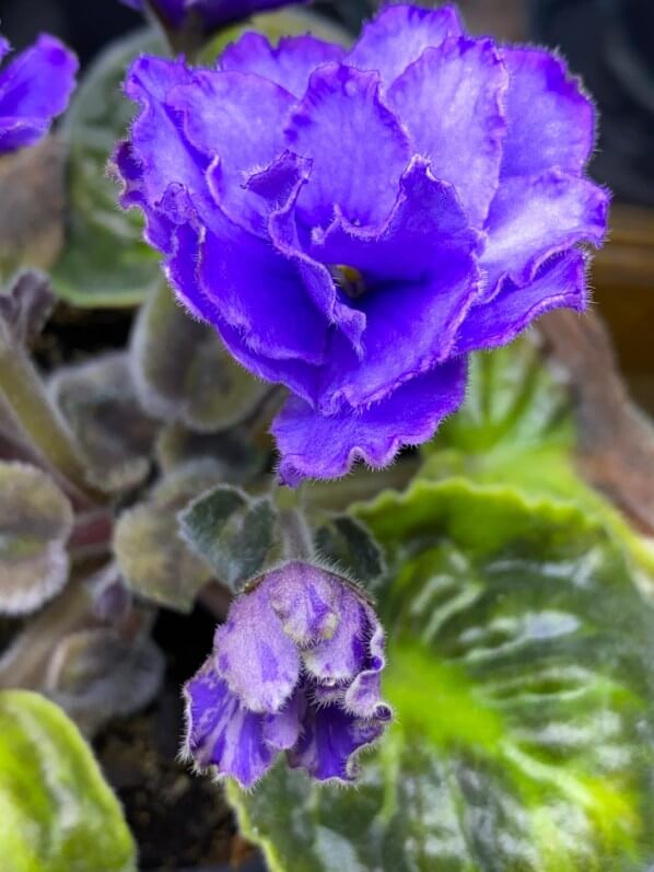 Streptocarpus (Saintpaulia) 'Blue Dragon', Gesnériacées, plante d'intérieur, Paris 19e (75)