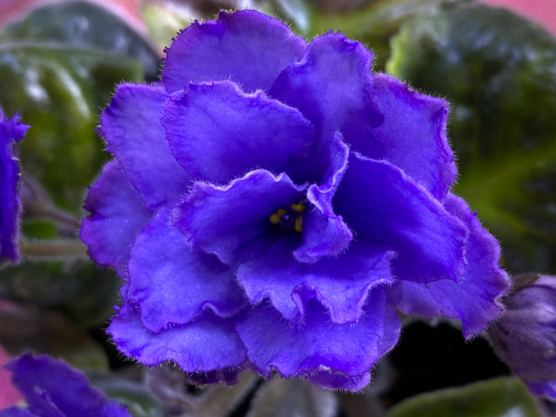 Streptocarpus (Saintpaulia) 'Blue Dragon', Gesnériacées, plante d'intérieur, Paris 19e (75)