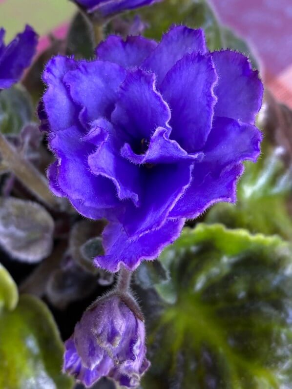 Streptocarpus (Saintpaulia) 'Blue Dragon', Gesnériacées, plante d'intérieur, Paris 19e (75)