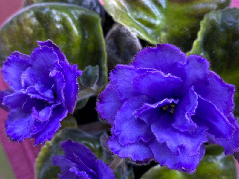 Streptocarpus (Saintpaulia) 'Blue Dragon', Gesnériacées, plante d'intérieur, Paris 19e (75)