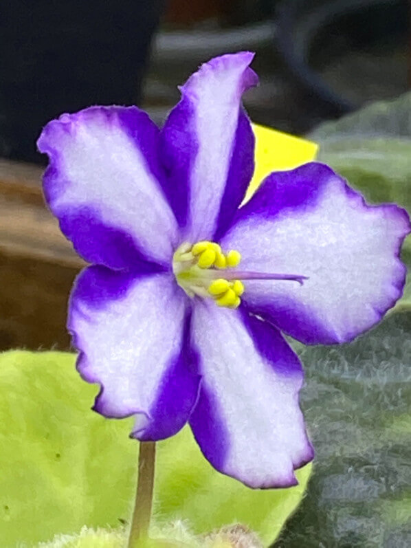 Streptocarpus (Saintpaulia) 'Lyon's Fortune Teller', Gesnériacées, plante d'intérieur, Paris 19e (75)