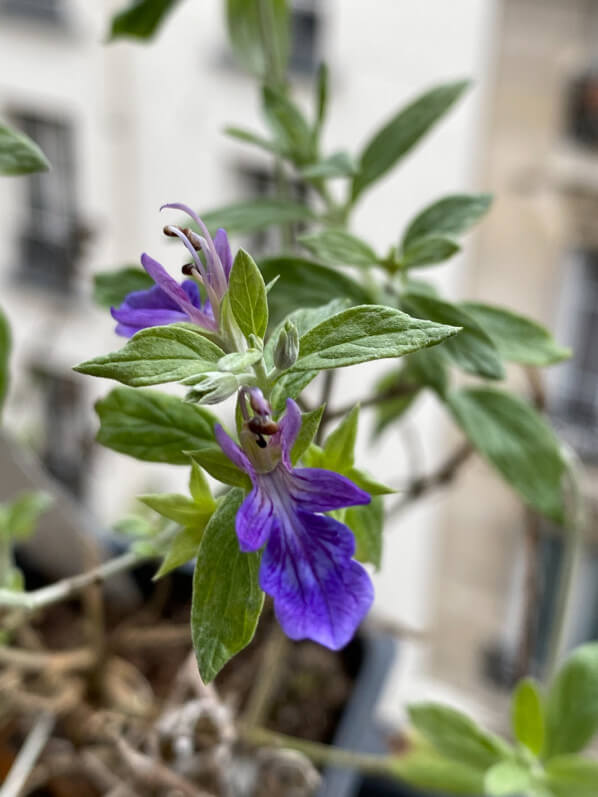 Teucrium fruticans 'Curaçao' en hiver sur mon balcon parisien, Paris 19e (75)