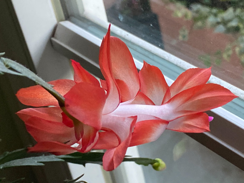 Fleur de cactus de Noël (Schlumbergera), Paris 19e (75)