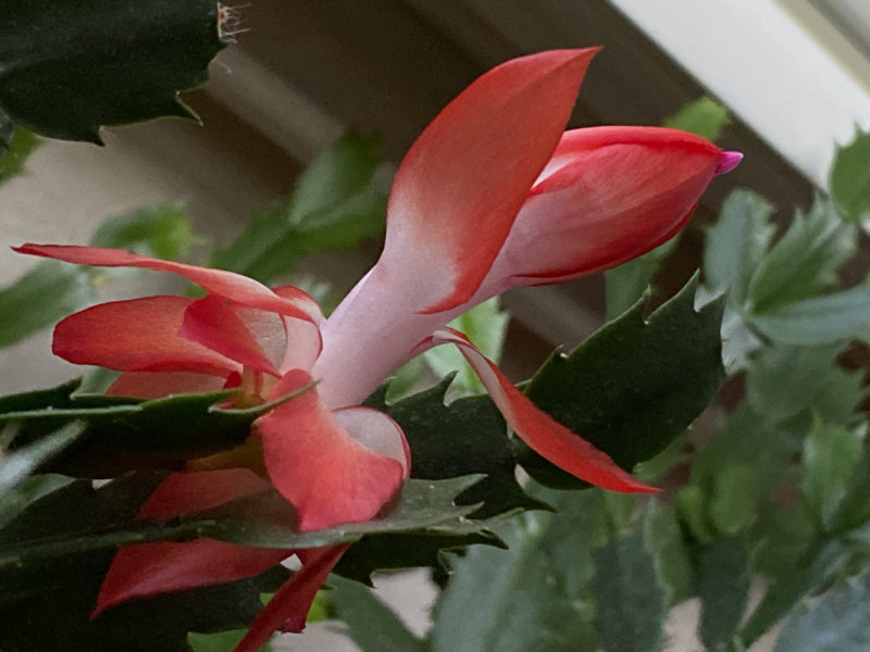 Fleur de cactus de Noël (Schlumbergera), Paris 19e (75)