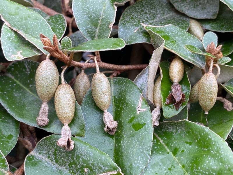 Fruits de ... en hiver dans la Coulée Verte René Dumont, Paris 12e (75)