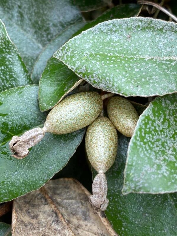 Fruits de ... en hiver dans la Coulée Verte René Dumont, Paris 12e (75)