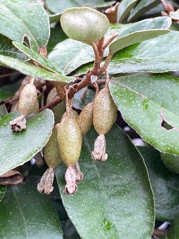 Lire la suite à propos de l’article Devinette : quel arbuste portent ces fruits ?