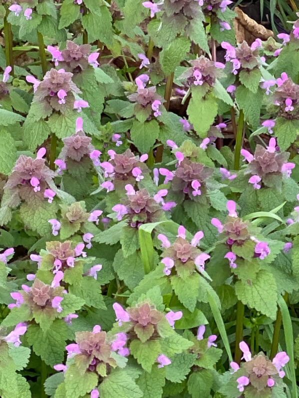 Lire la suite à propos de l’article Tapis fleuri de lamier pourpre en plein hiver