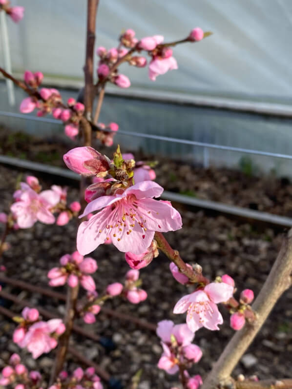 Floraison d'un pêcher, les jardins-potagers de Chambord en hiver dans le Domaine national de Chambord