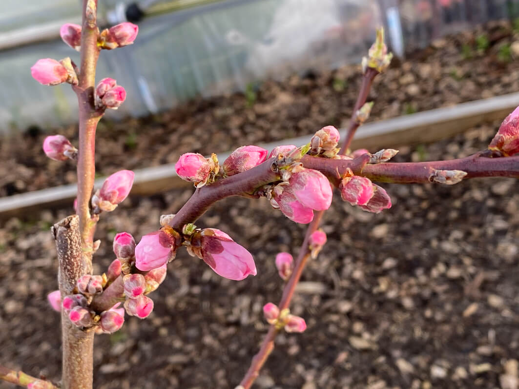 Floraison d'un pêcher, les jardins-potagers de Chambord en hiver dans le Domaine national de Chambord